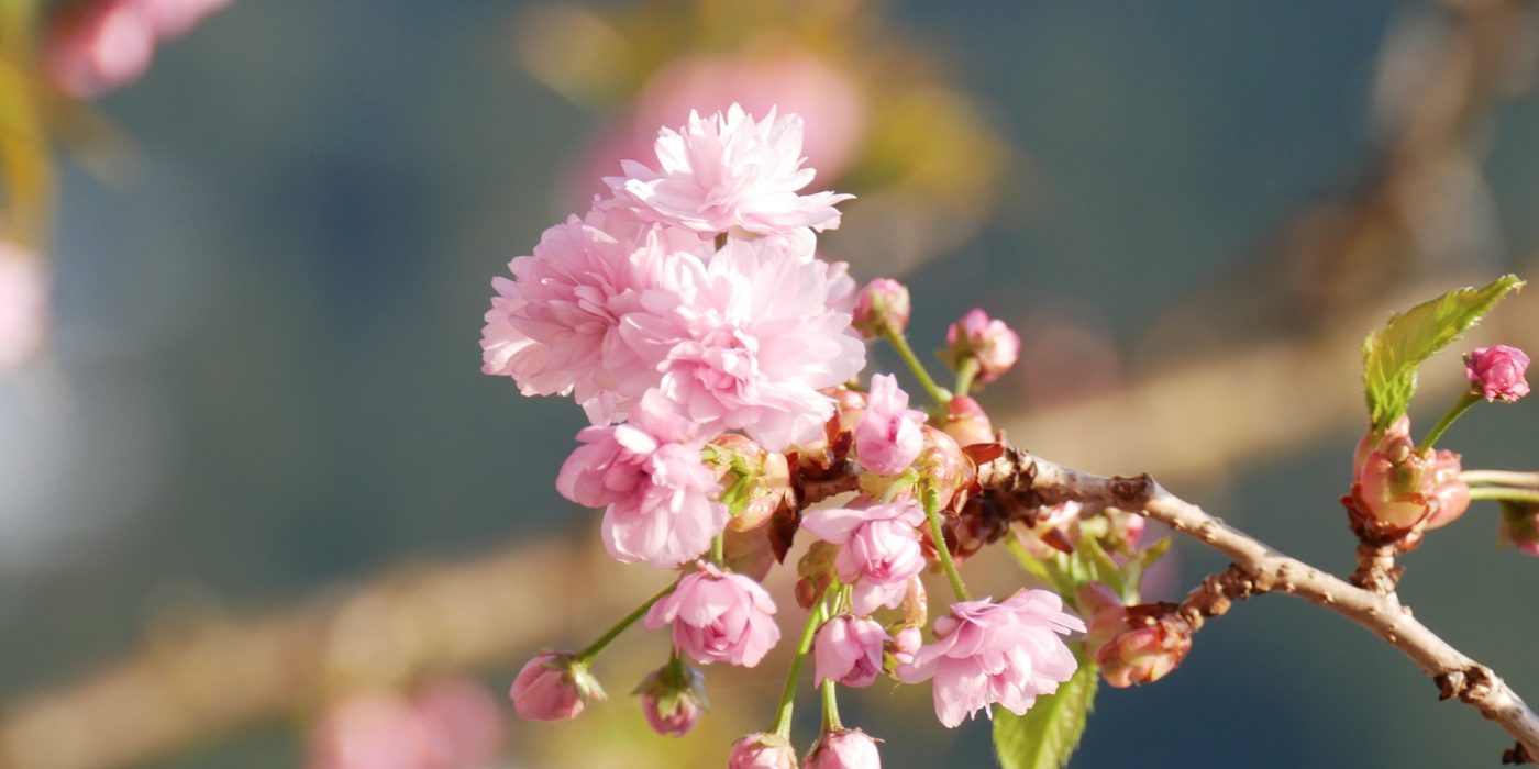 Apple tree