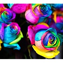 Roses