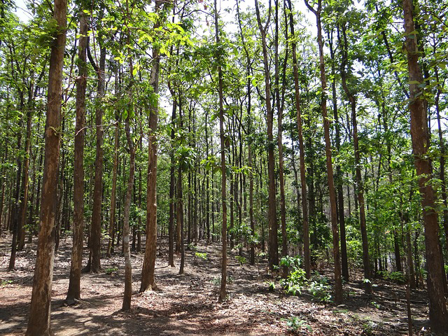 Teak Forests